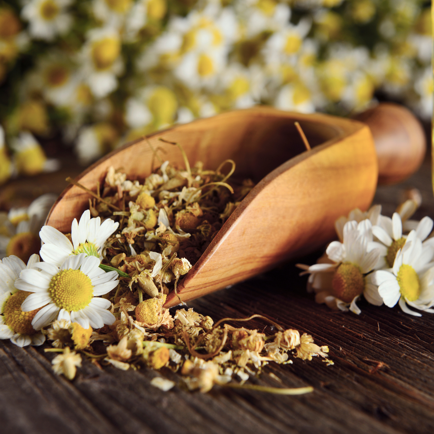 Chamomile Flower