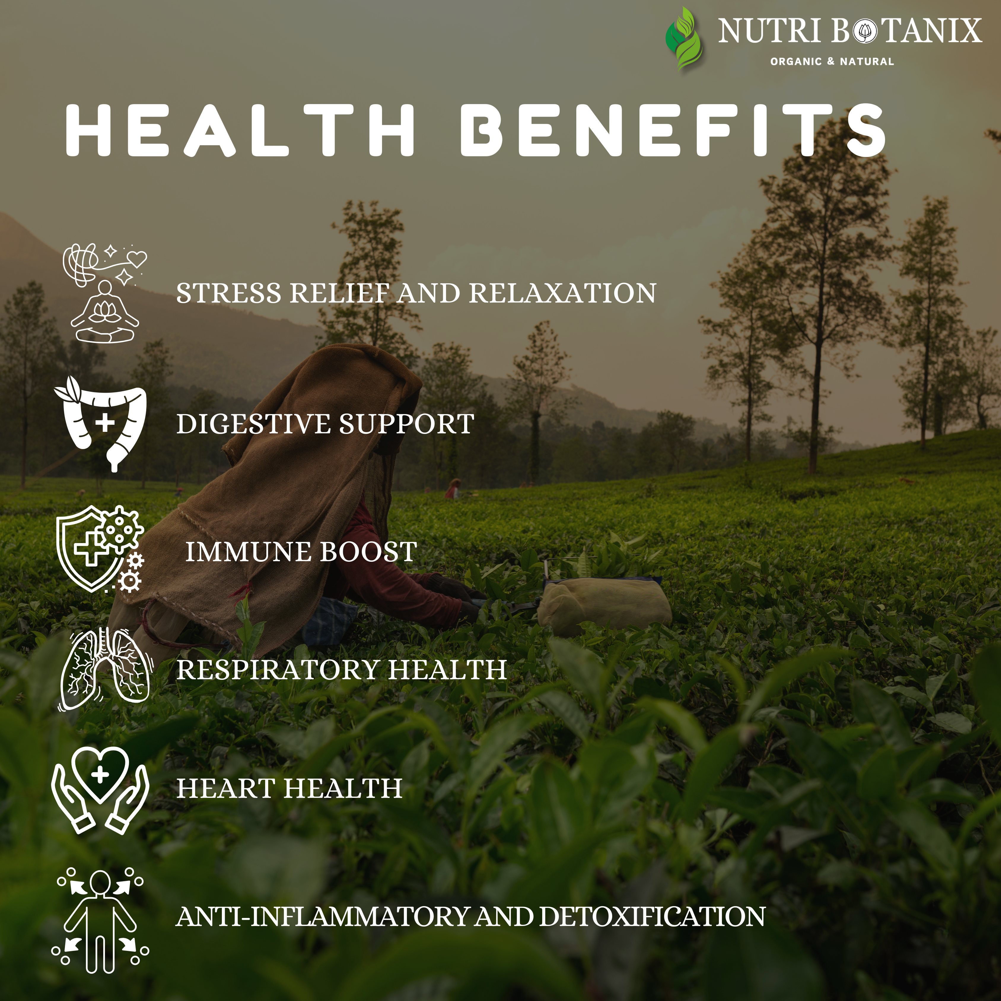 NutriBotanix 5 O'Clock Fighter Tea – thirteen-botanical Ayurvedic tea blend