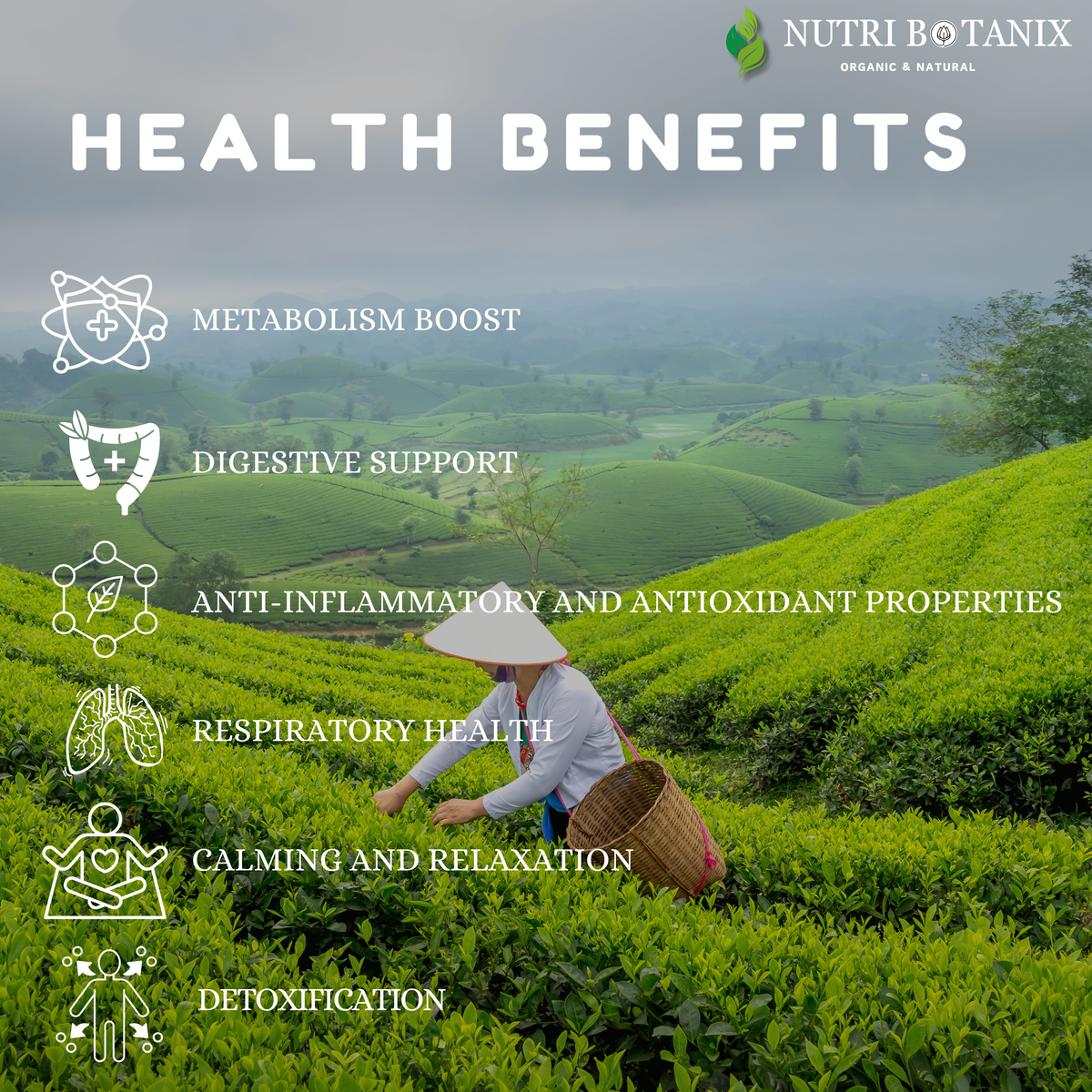 NutriBotanix After We Feast Tea – Ayurvedic post-meal herbal tea blend